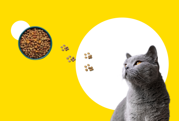 Корм для котів Аврора